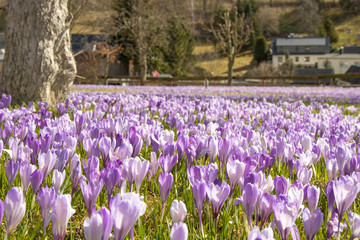 Krokusswiesen Drehbach