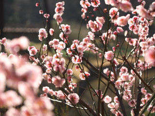 春の小石川後楽園で満開の梅の花