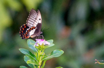 butterfly on flower