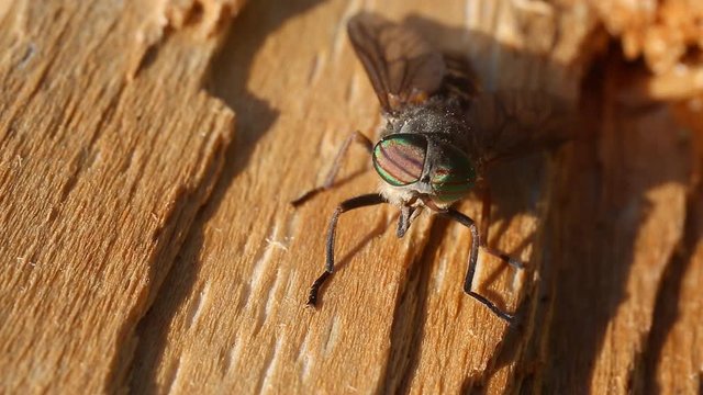 Pale Giant Horse-fly (Tabanus bovinus), eyes and muzzle close-up