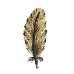 Hand drawn illustration - Watercolor feather . Isolated on white background.
