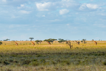 Fototapeta na wymiar Beautiful shot of a grassy field with giraffes in the distance under blue sky in Masai mara Kenya