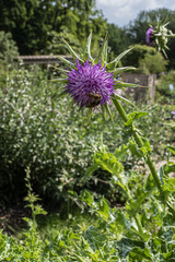 Garden of the Plants (Jardin des plantes, 1889) - main public botanical garden in France. Flowers in Paris garden. Paris, France.