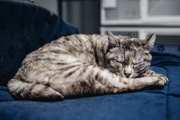 Homeless cat alone sleeps on couch in animal shelter, in background cages for keeping
