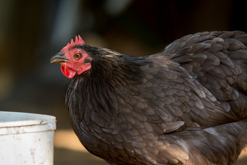 chicken on a farm