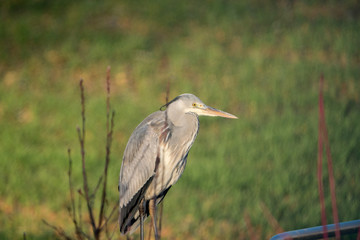Grey Heron (Ardea cinerea)