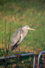 Grey Heron (Ardea cinerea)
