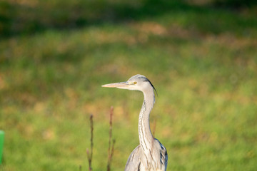 Fototapeta premium Grey Heron (Ardea cinerea)