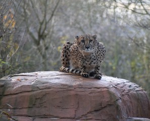 Beautiful cheetah sitting at the zoo