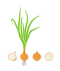 Onion logo. Isolated onion on white background