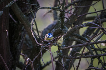 Eurasian blue tit (Cyanistes caeruleus)