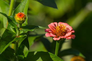 Alto Adige Nature Outdoor sunny day
