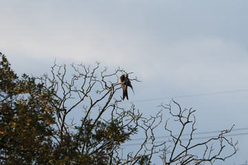 Red Kite (Milvus milvus) sitting on tree 