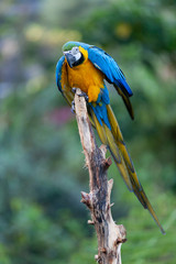 Blue and Yellow Macaw in Costa Rica. Exotic Birds of Central America