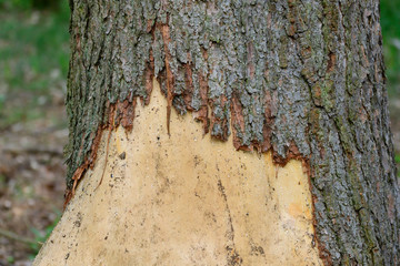 Durch Rotwild abgeschälte Rinde im Wald © Karin Jähne