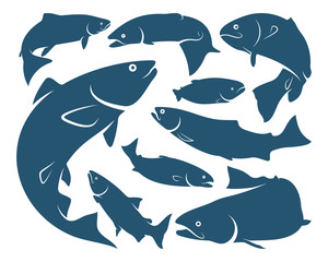 Salmon Fish logo design vector. Fishing logo design template illustration . Sport fishing Logo