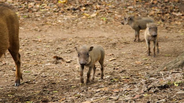 Three warthog piglets follow their mother. African wildlife.