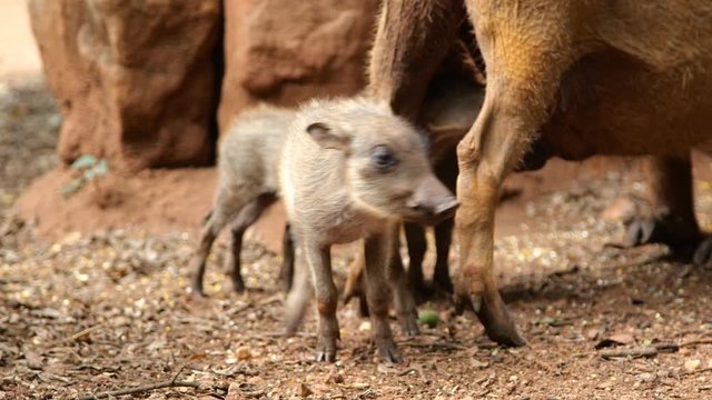 Portrait of common warthog suckling looking at camera & drinking milk from mother.