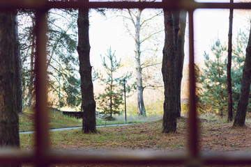 Pine forest outside the window.
