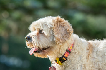 white dog with green background