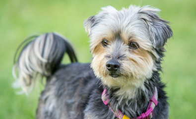 portrait of dog