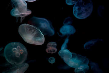 jellyfish