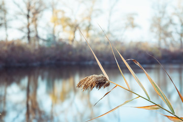 Reflection of autumn trees in blue water.