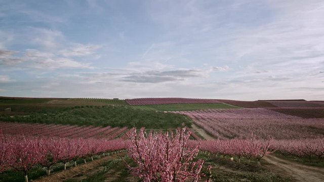 Campo de Melocot&oacute;n durante la floraci&oacute;n en Aitona, Catalu&ntilde;a Espa&ntilde;a