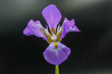 purple flower on black background © William Richardson