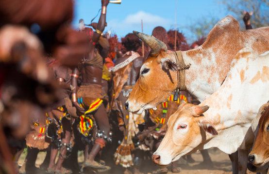 Hamer people, Omo valley, Naciones, Ethiopia, Africa