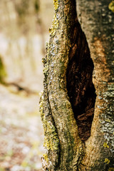 bark of a tree