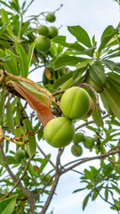 Sea Manggo  (Cerbera manghas) fruit. This fruits can be used as pesticide or rat repellent in the farm. It also can be used as ornamental plant