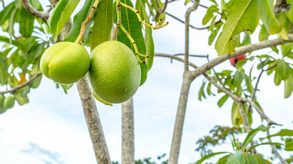 Sea Manggo  (Cerbera manghas) fruit. This fruits can be used as pesticide or rat repellent in the farm. It also can be used as ornamental plant