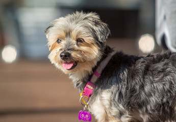 portrait of dog