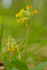 Echte Schl&uuml;sselblume (Primula veris) im Wald