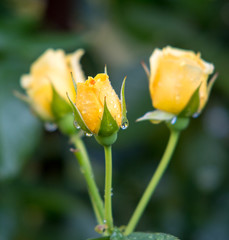 yellow rose in garden 
