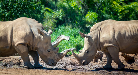 Naklejka premium rhinoceros in zoo