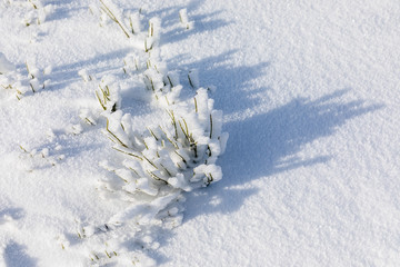 shadows on the snowy ground produced by snow-covered branches