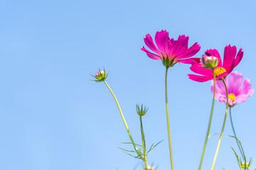 Flowers Cosmos in the meadow, blue sky background. soft and select focus