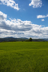 green hills on spring time