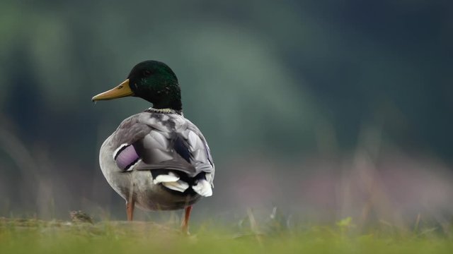 Duck staying in a grass and looking around