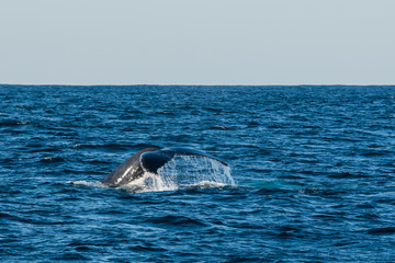 Fototapeta premium whale