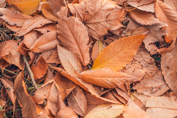 Beautiful autumn leaves background. Dry autumn leaves in red, orange and brown colors. Close-up. Background