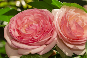 Fototapeta na wymiar two pink rose flower very close up