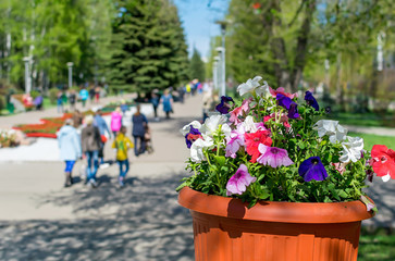 Fototapeta premium closeup, street pot with flowers on the background of people passing by in a cultural urban green Park for walking and recreation