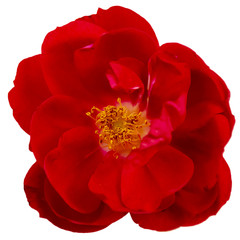 red rose isolate top view Bud open