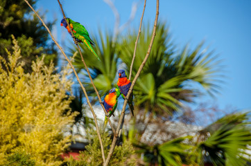 rainbow lorikeets in tree