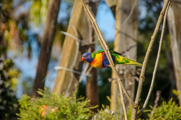 rainbow lorikeet in tree