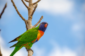 rainbow lorikeet on branch 