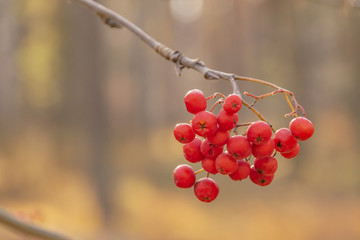 mountain ash on a branch close up